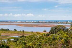 Cavalos-marinhos em Maracaípe Porto de Galinhas — manguezal