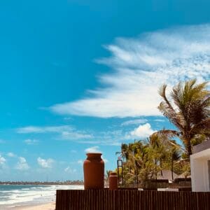 Hotéis pé na areia em Porto de Galinhas — palmeira na praia