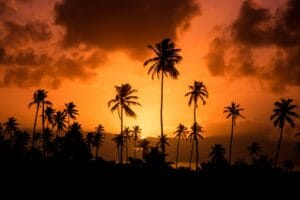 Pacote 7 dias em Porto de Galinhas — palmeiras ao pôr do sol
