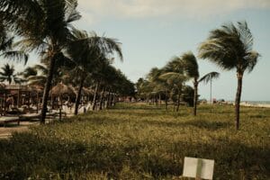 Praia de Maracaípe em Porto de Galinhas — coqueiral