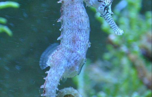 seahorse-62072_1920-e1592838372714