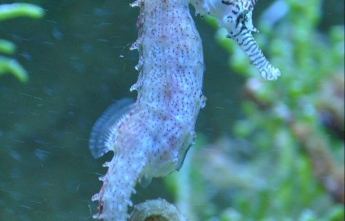 Cavalo-marinho de Jericoacoara — símbolo da vila cearense